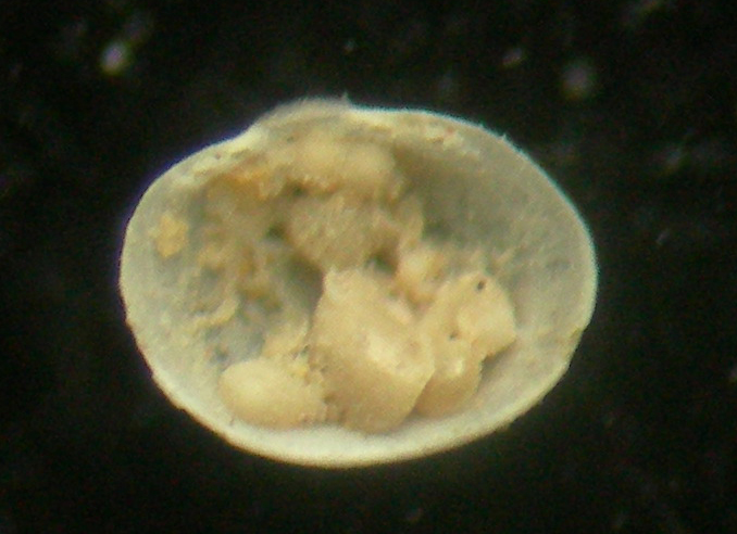 Pristigloma minima